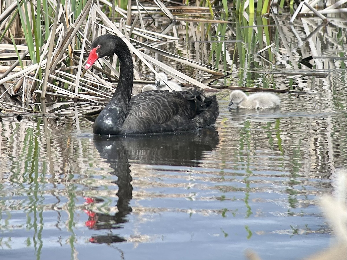 Black Swan - ML642643172