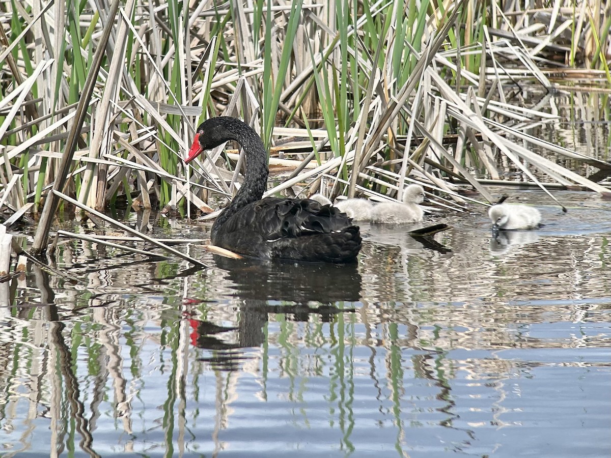 Black Swan - ML642643173