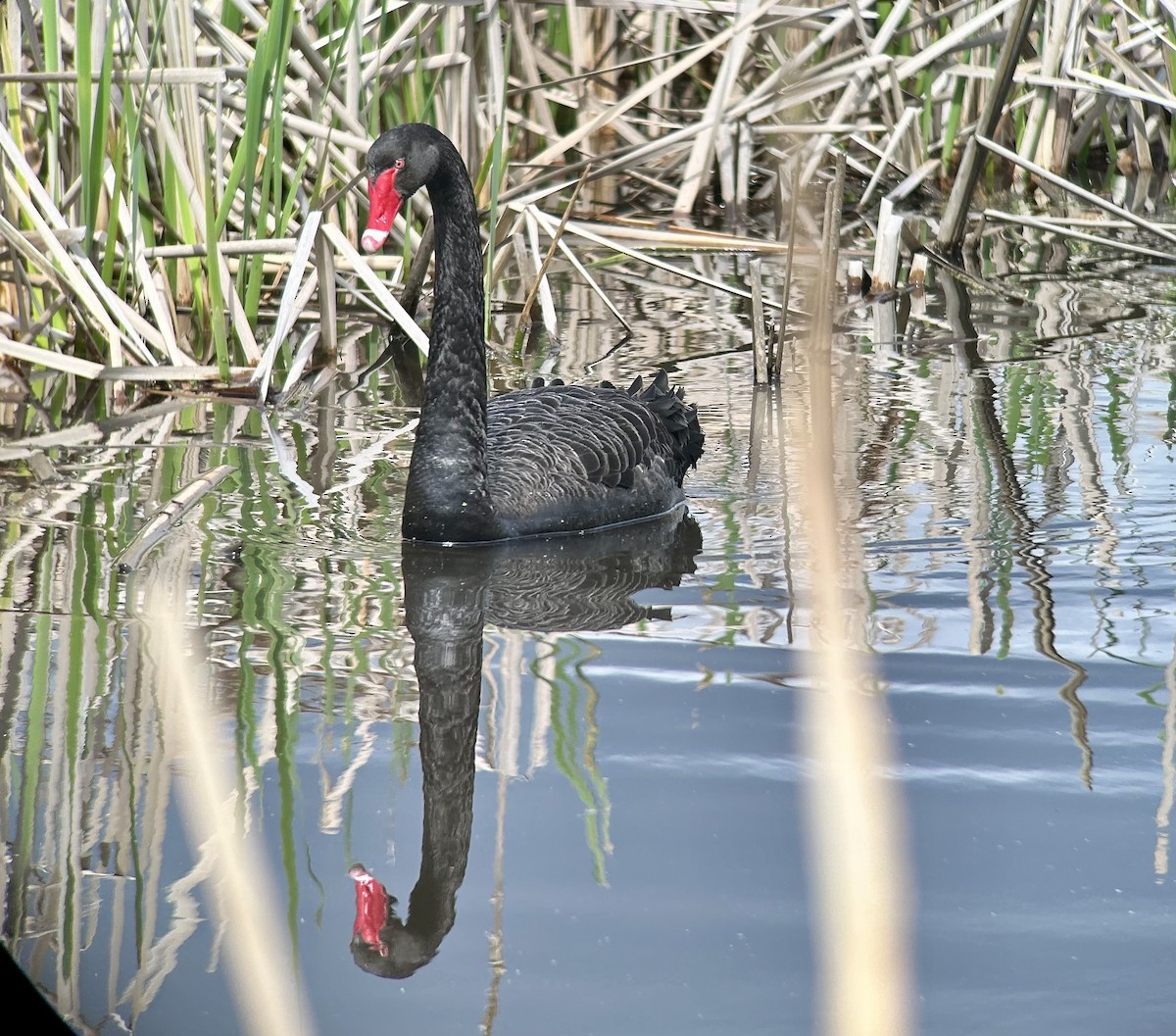 Black Swan - ML642643174