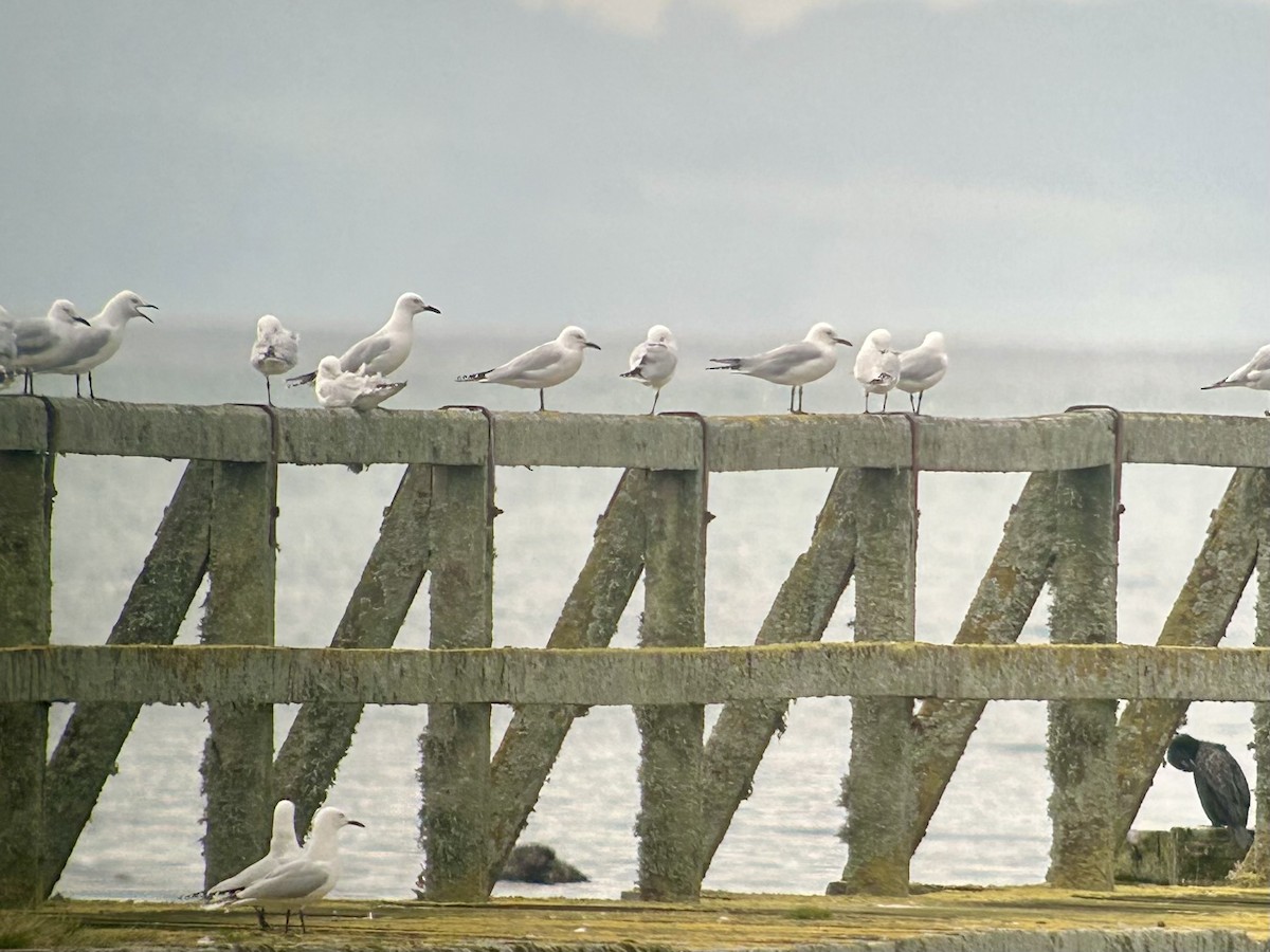 Black-billed Gull - ML642643210