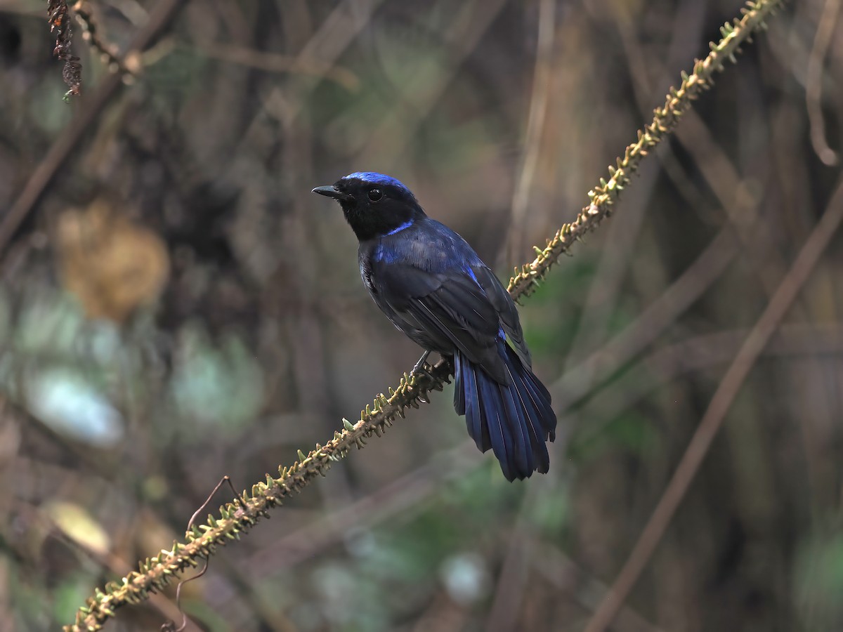 Large Niltava (Large) - ML642643214