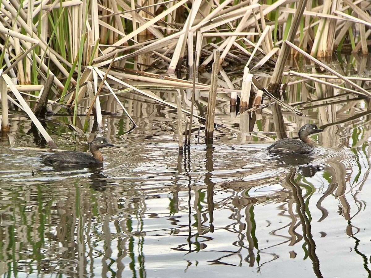 New Zealand Grebe - ML642643231