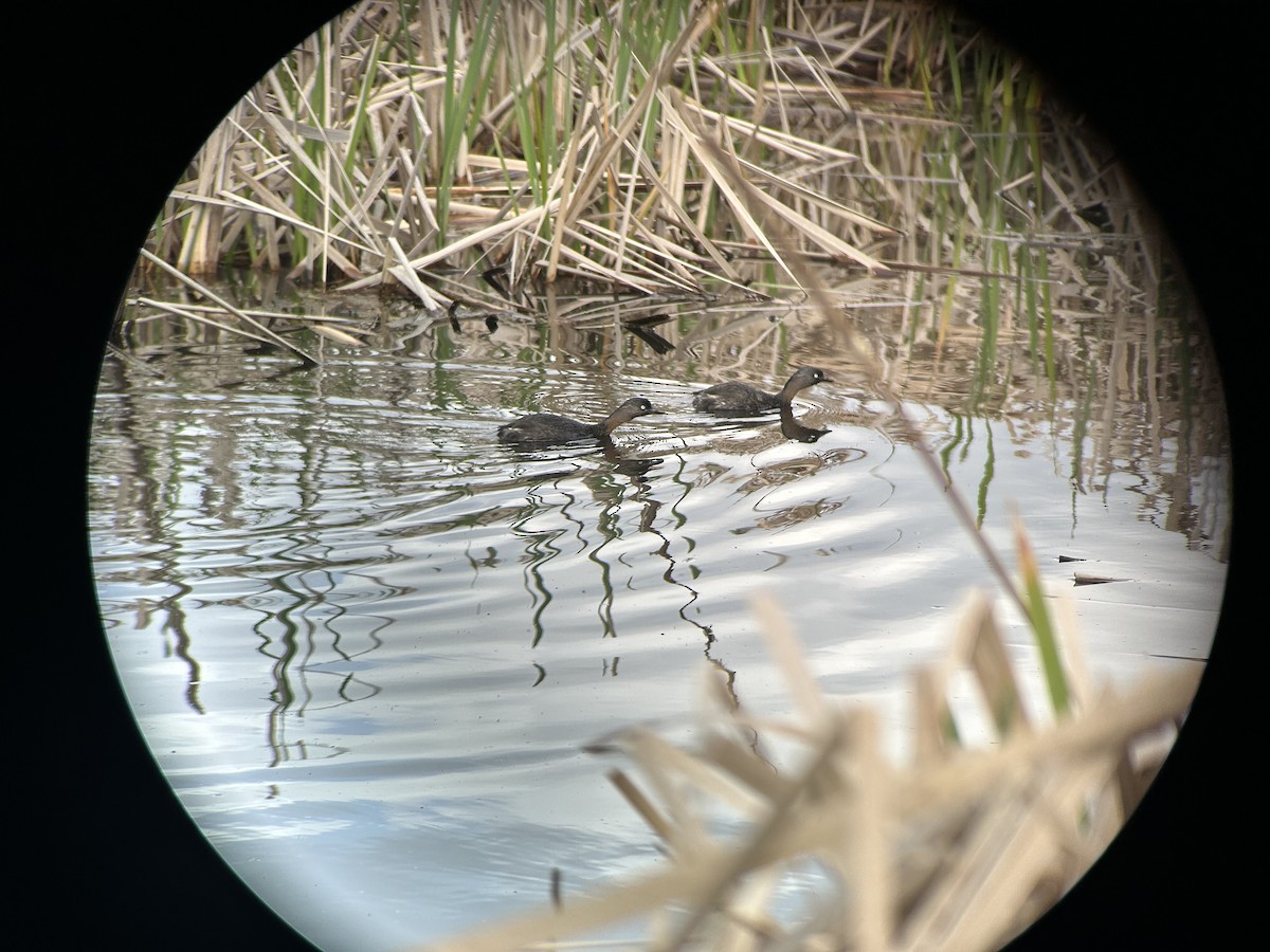 New Zealand Grebe - ML642643232