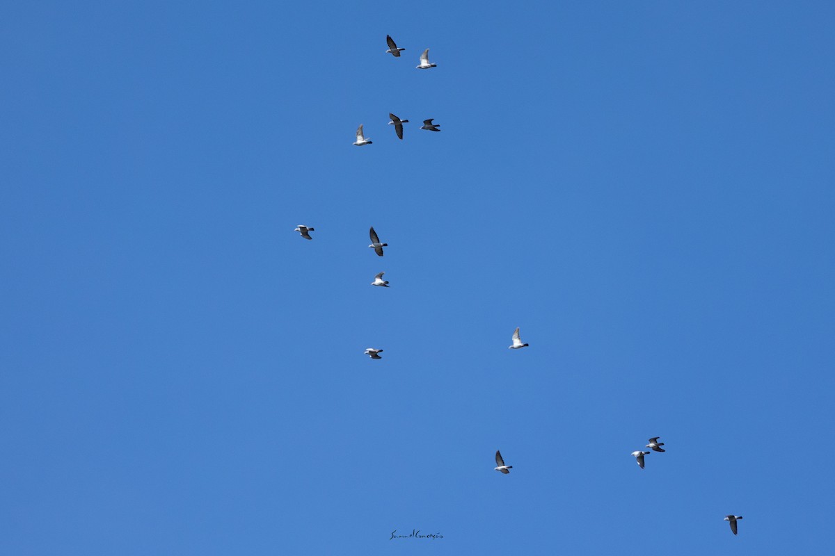 Stock Dove - ML642643239