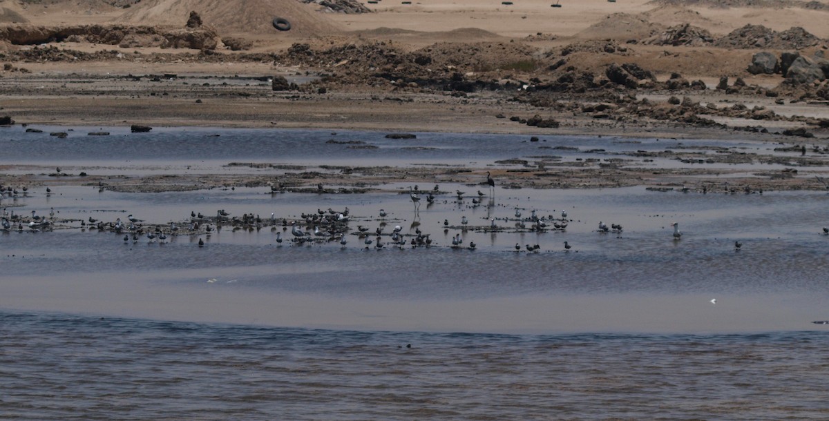 鳳頭燕鷗 - ML642643252