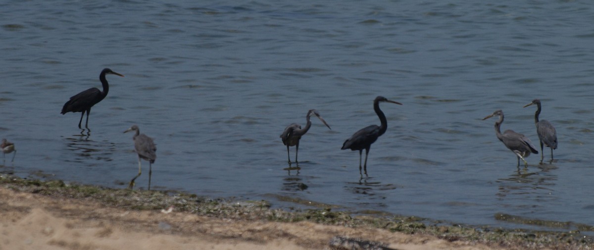 Western Reef-Heron - ML642643255