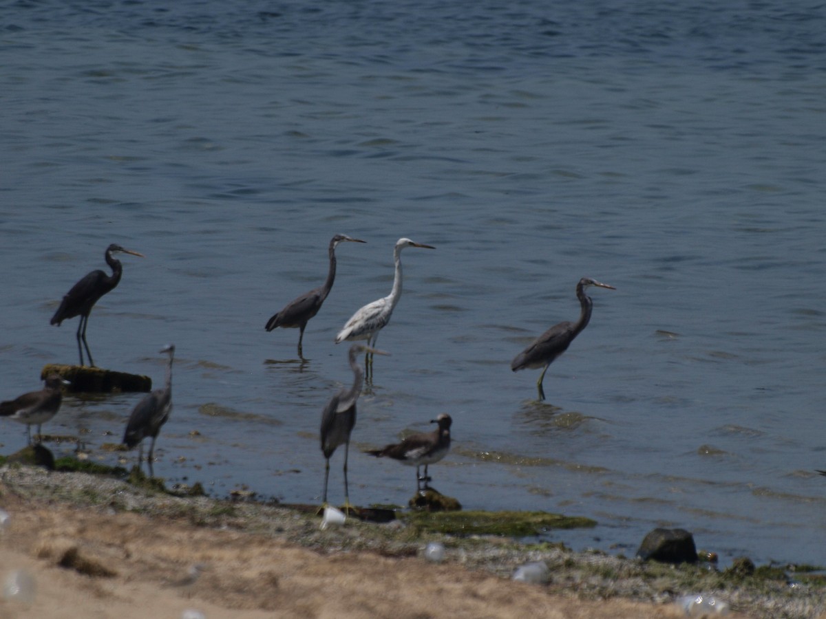 Western Reef-Heron - ML642643256
