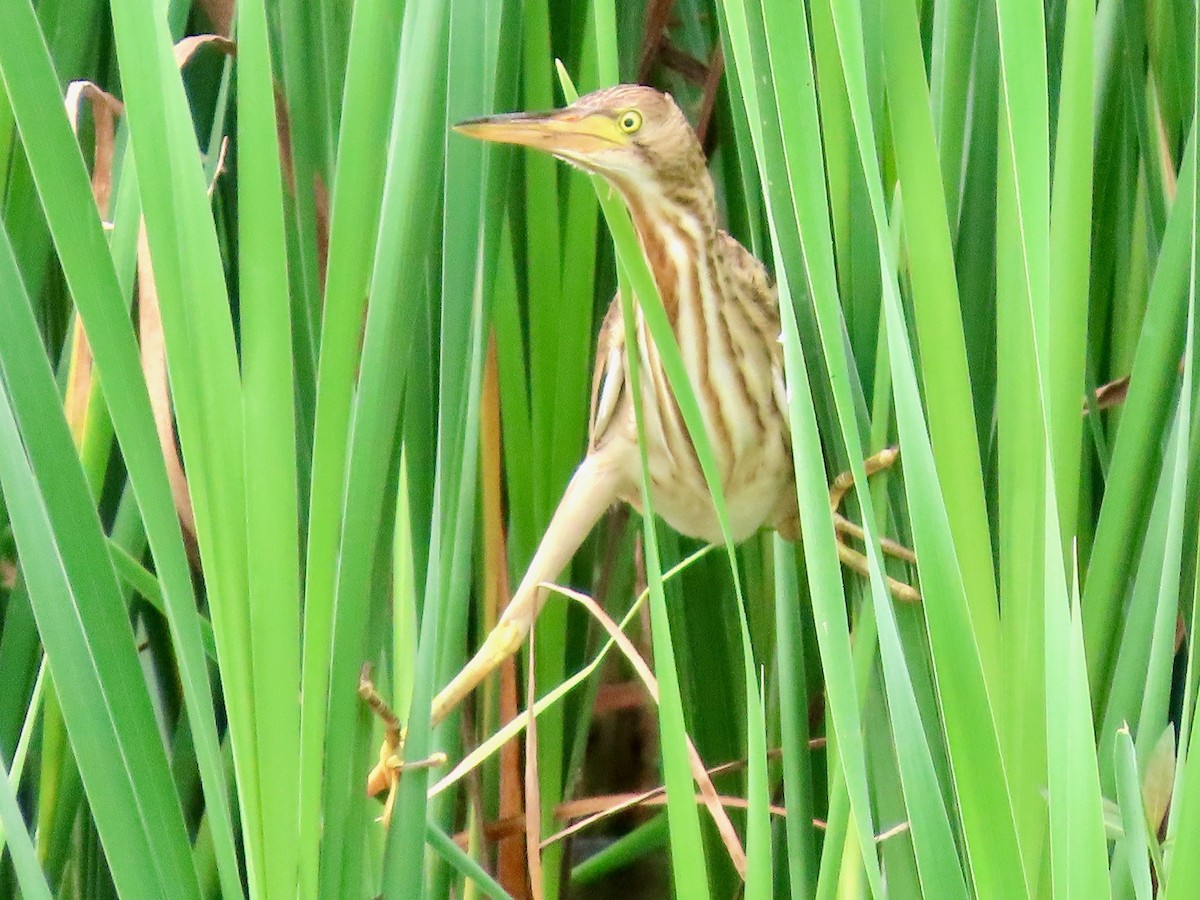Yellow Bittern - ML642643267