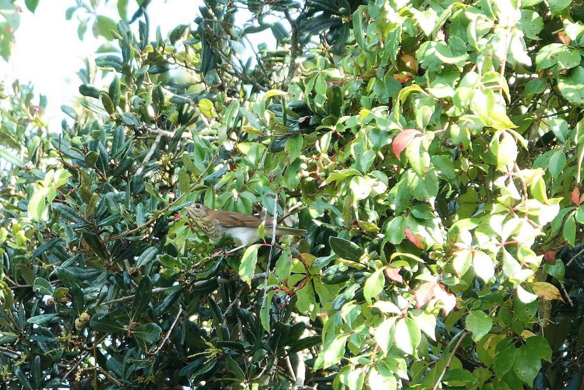 Veery - ML642643268