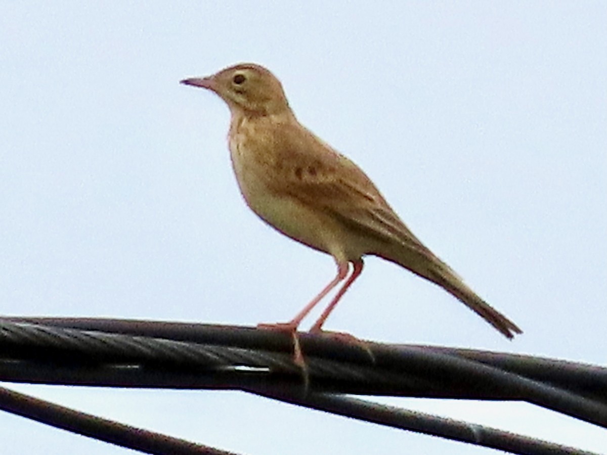 Хээрийн шийхнүүхэй - ML642643276