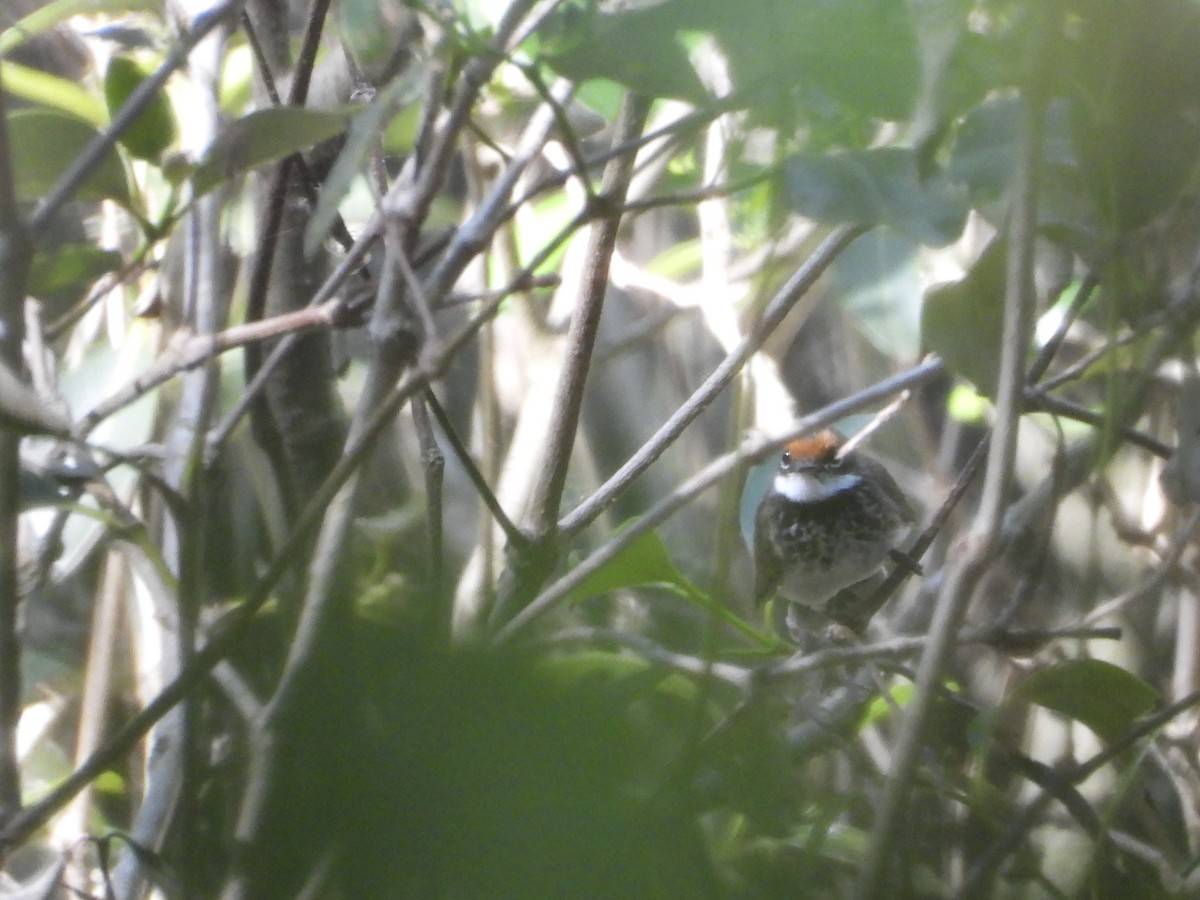 Australian Rufous Fantail - ML642643318