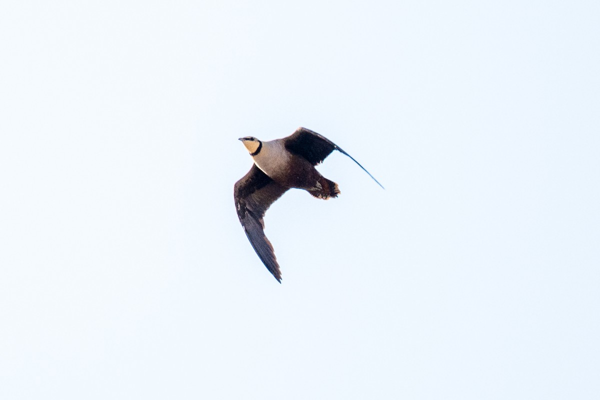 Yellow-throated Sandgrouse - ML642643325