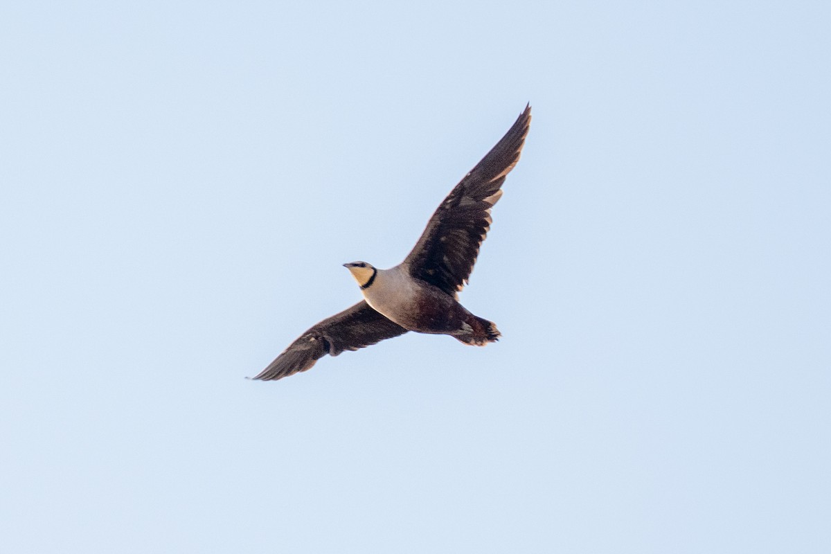 Yellow-throated Sandgrouse - ML642643326
