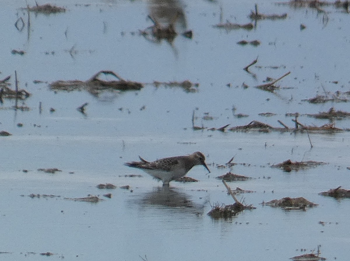 Baird's Sandpiper - ML642643328
