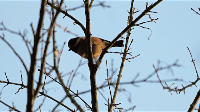 Varied Tit - ML642643338
