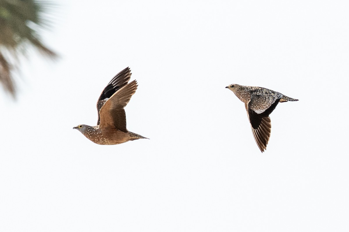 Burchell's Sandgrouse - ML642643339