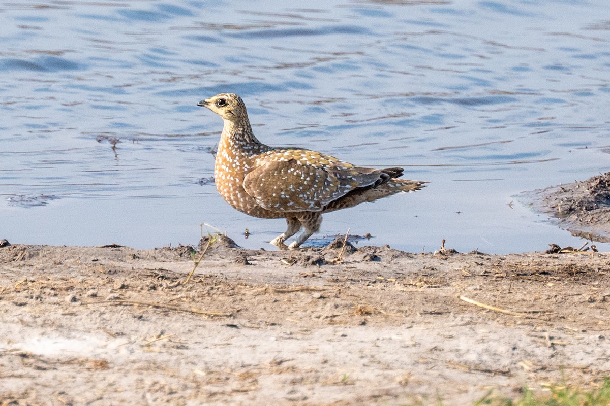 Burchell's Sandgrouse - ML642643340