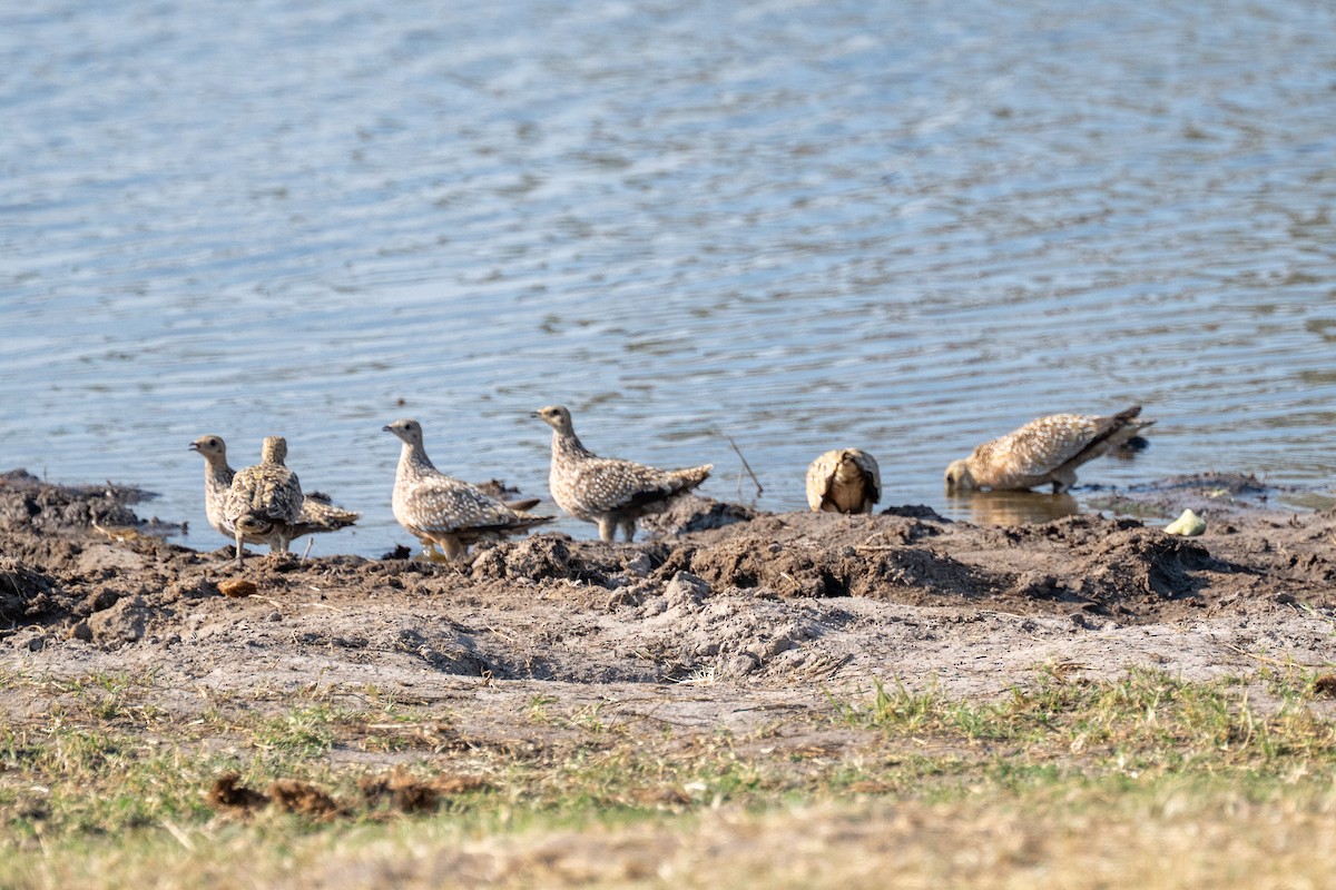 Burchell's Sandgrouse - ML642643343
