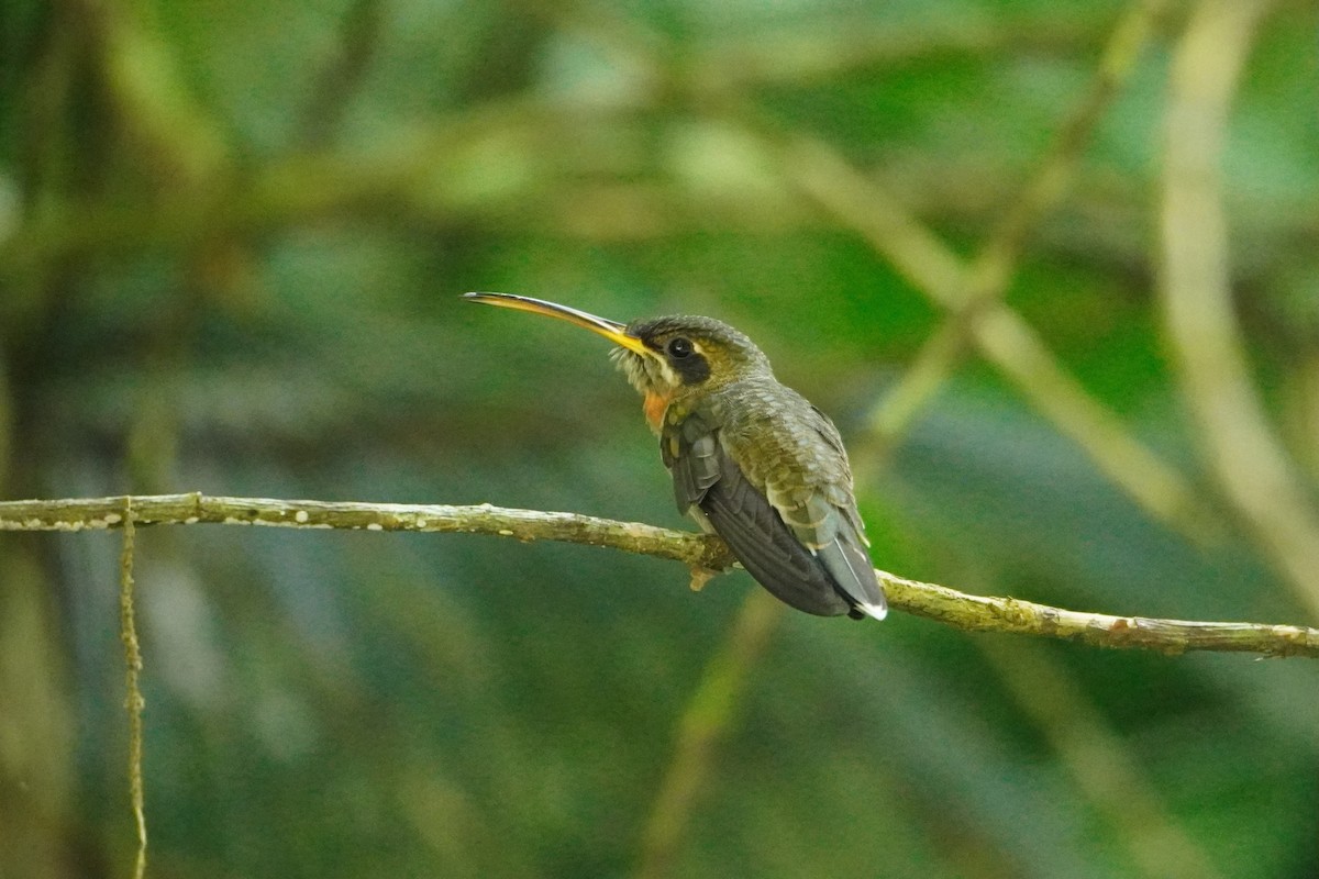 Band-tailed Barbthroat - ML642643348