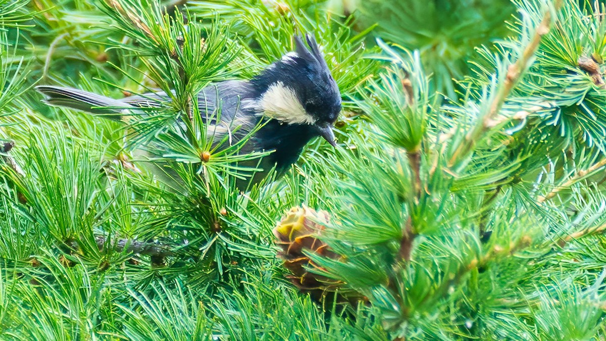 Rufous-vented Tit - ML642643352