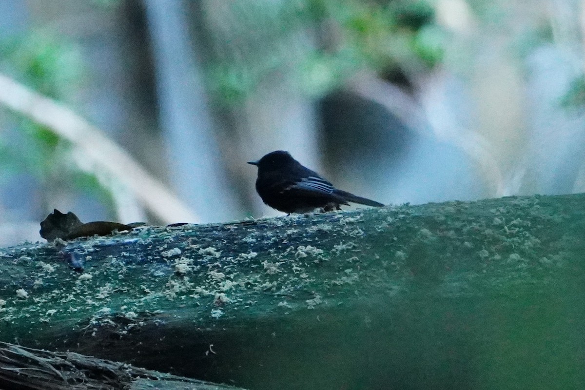 Black Phoebe (White-winged) - ML642643366
