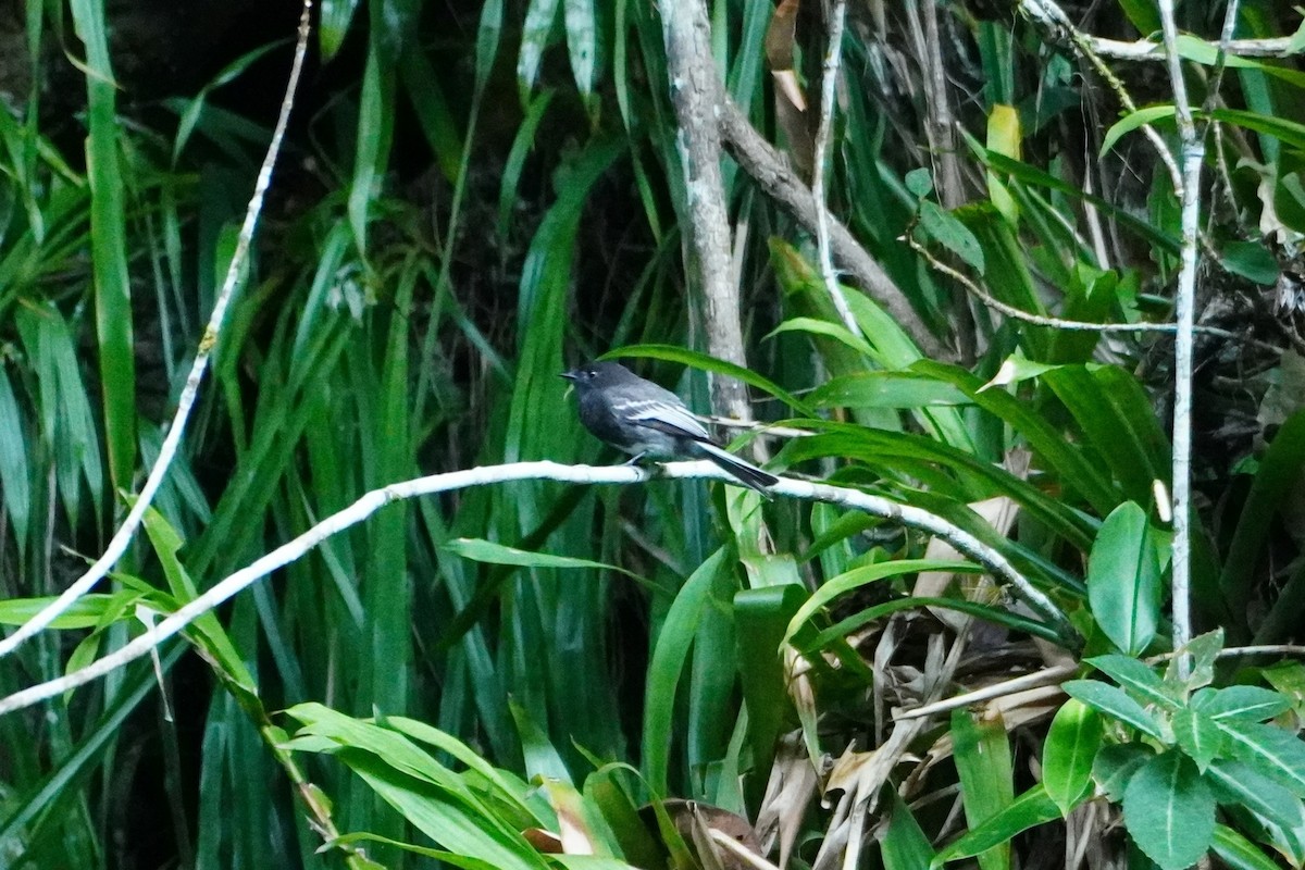 Black Phoebe (White-winged) - ML642643367