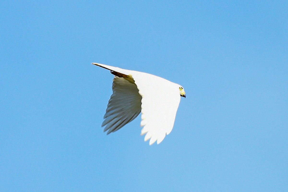 Variable Goshawk - ML642643377