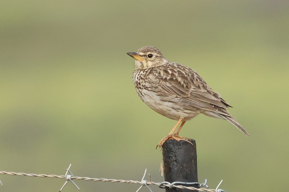 Large-billed Lark - ML642643384