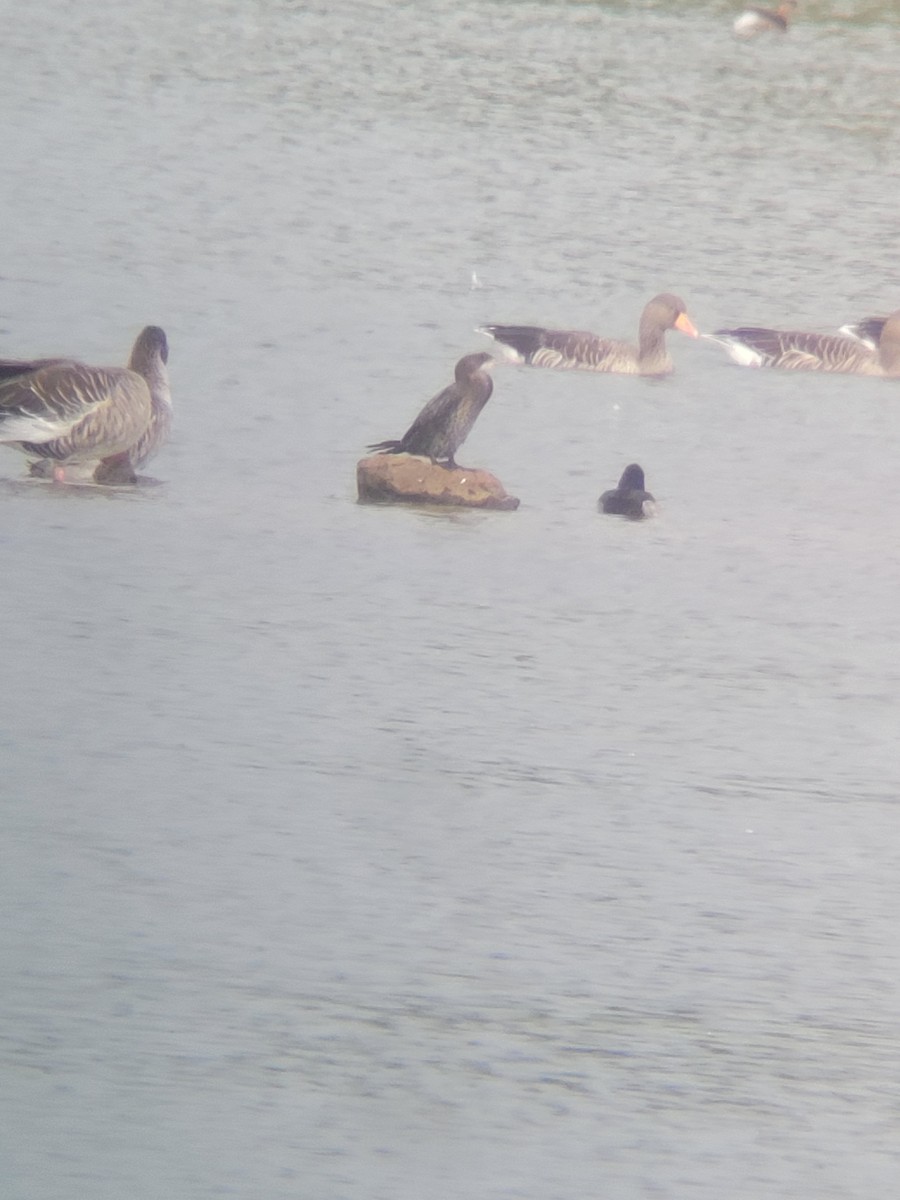 Pygmy Cormorant - ML642643388