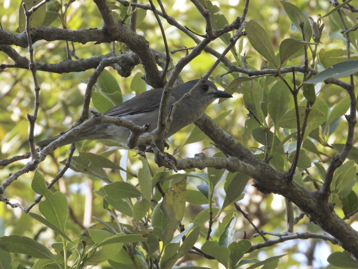 Gray Shrikethrush - ML642643390