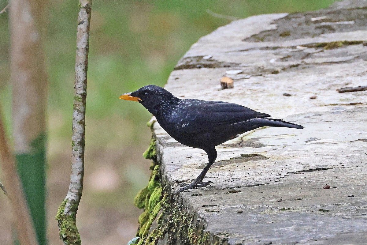 Blue Whistling-Thrush (Yellow-billed) - ML642643397