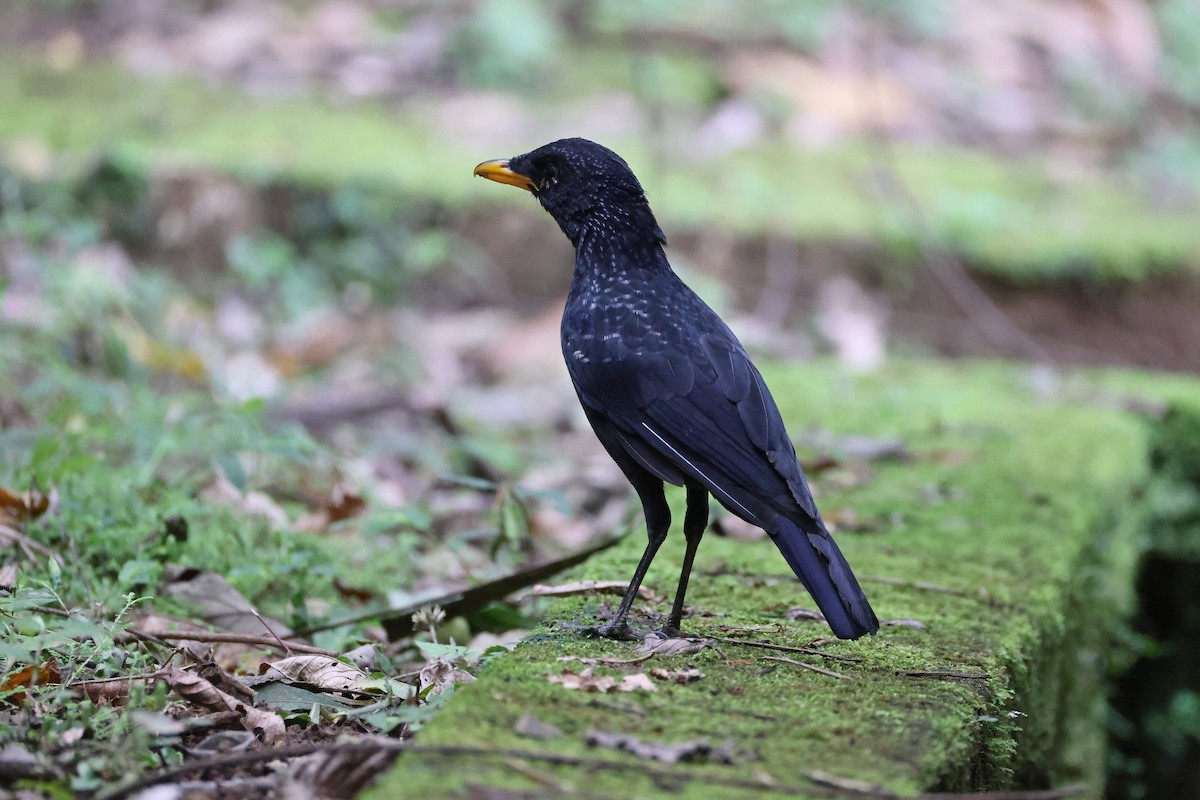 Blue Whistling-Thrush (Yellow-billed) - ML642643398