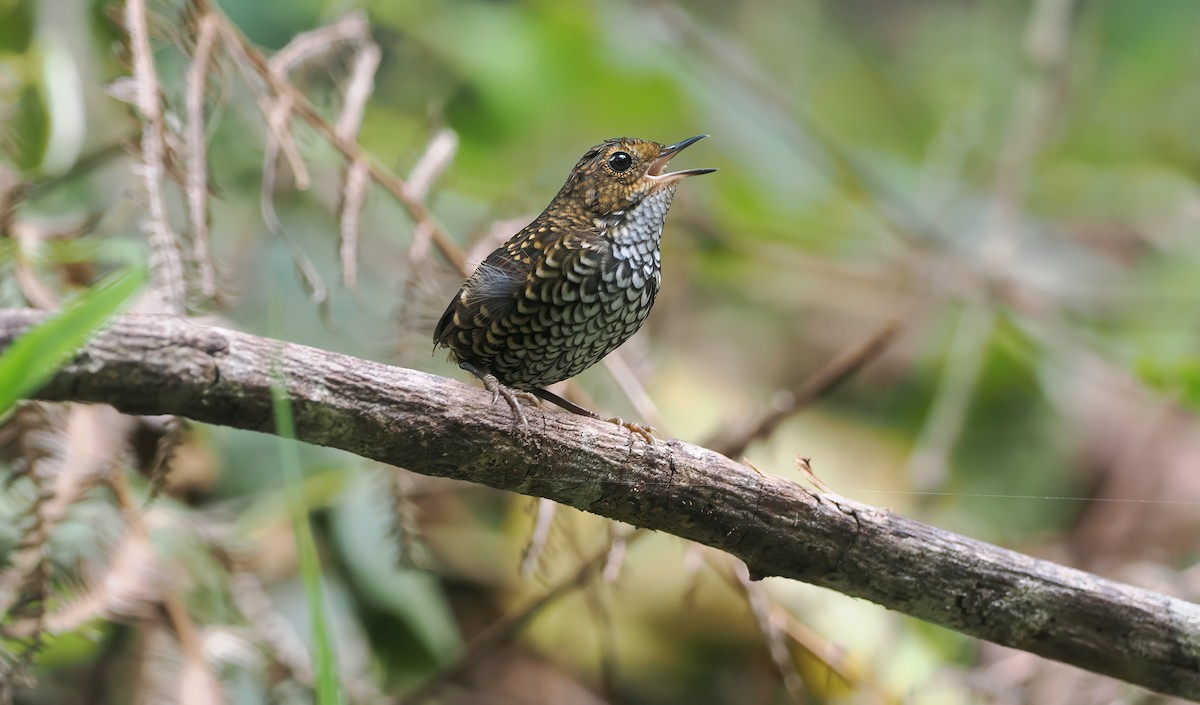 Pygmy Cupwing - ML642643400