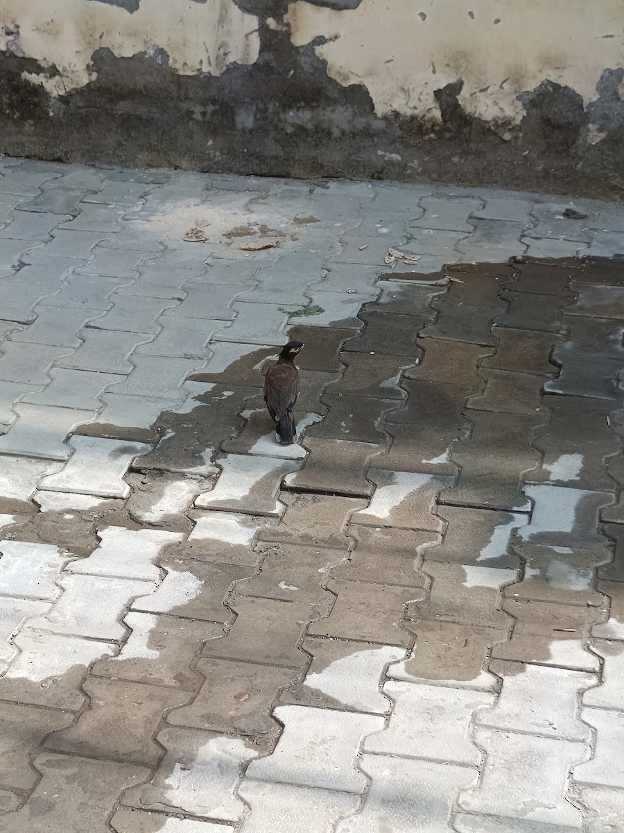 Common Myna - ML642643423