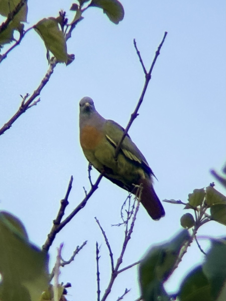 Pink-necked Green-Pigeon - ML642643427