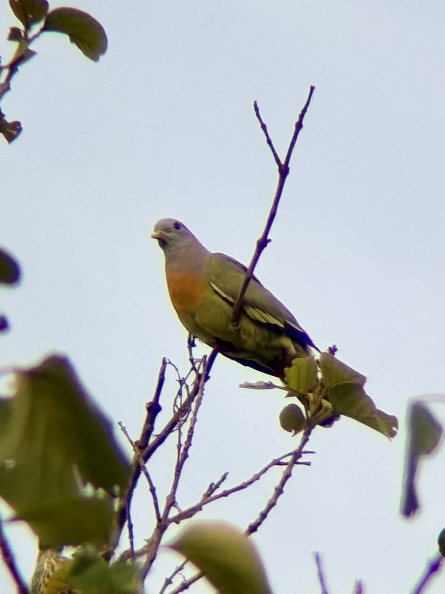 Pink-necked Green-Pigeon - ML642643428