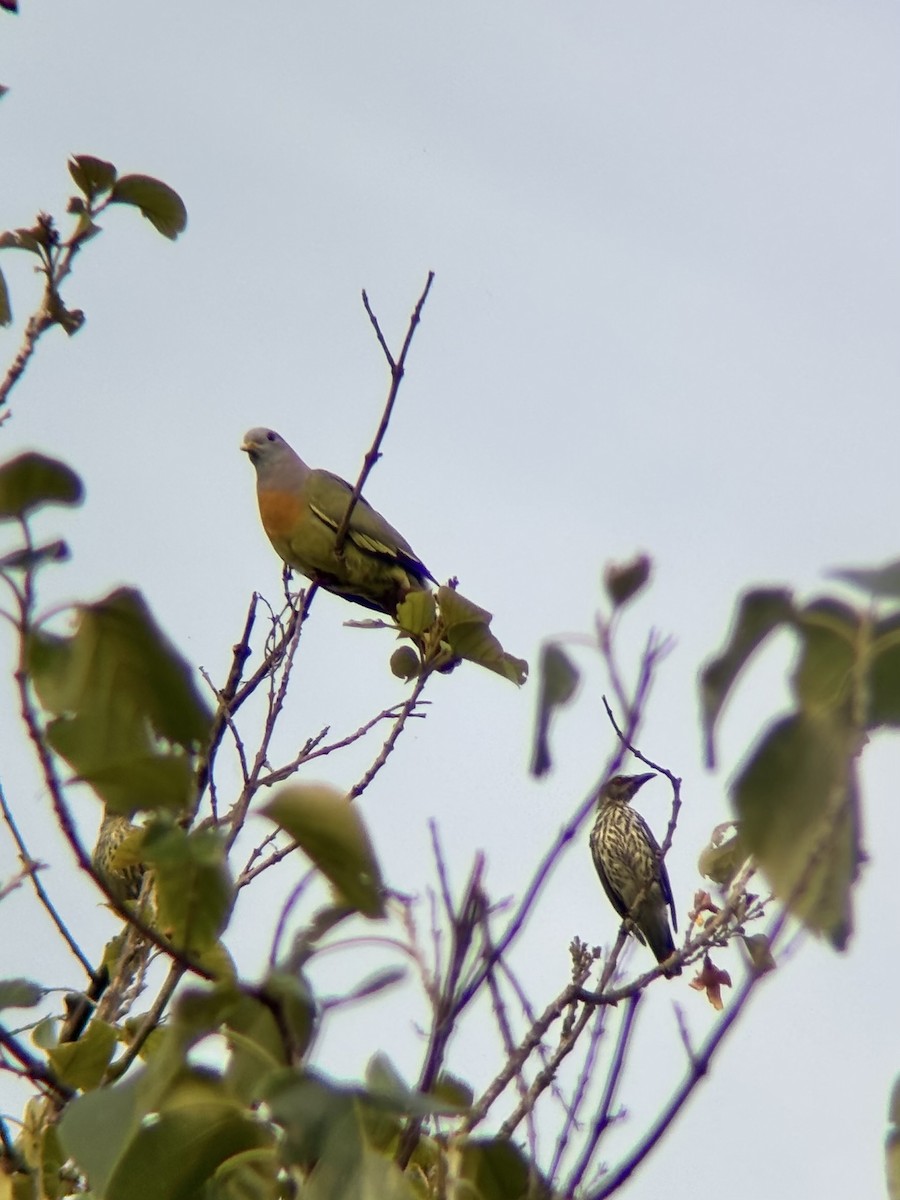 Pink-necked Green-Pigeon - ML642643429