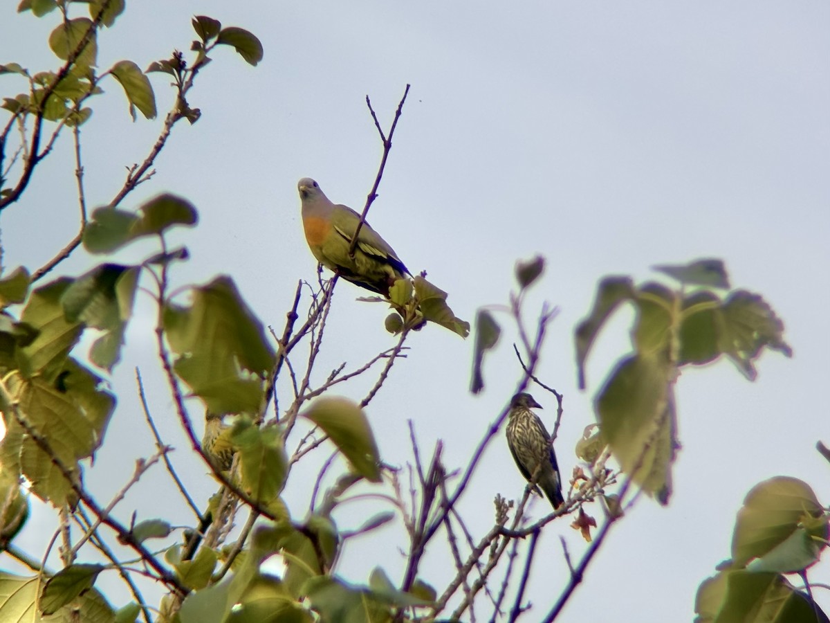 Pink-necked Green-Pigeon - ML642643430