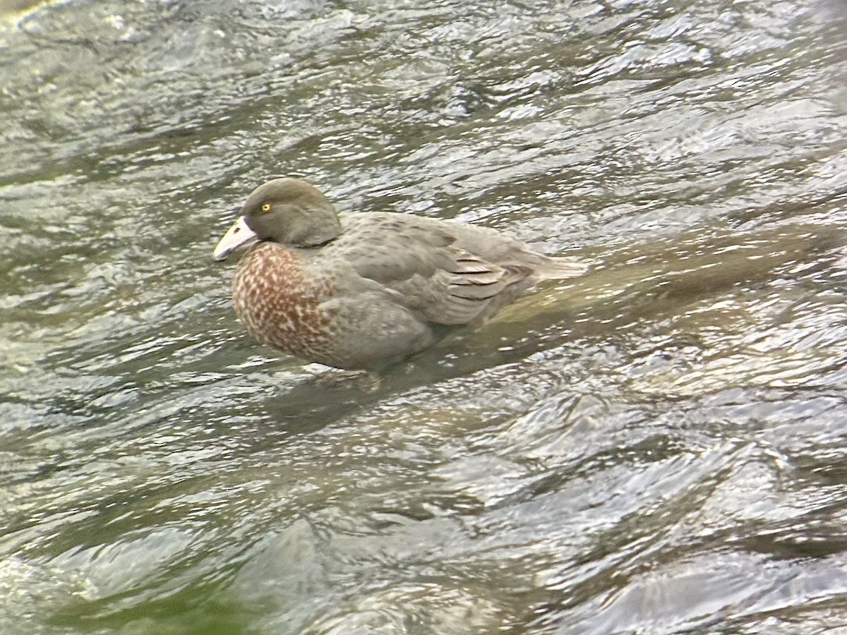 Blue Duck - ML642643444