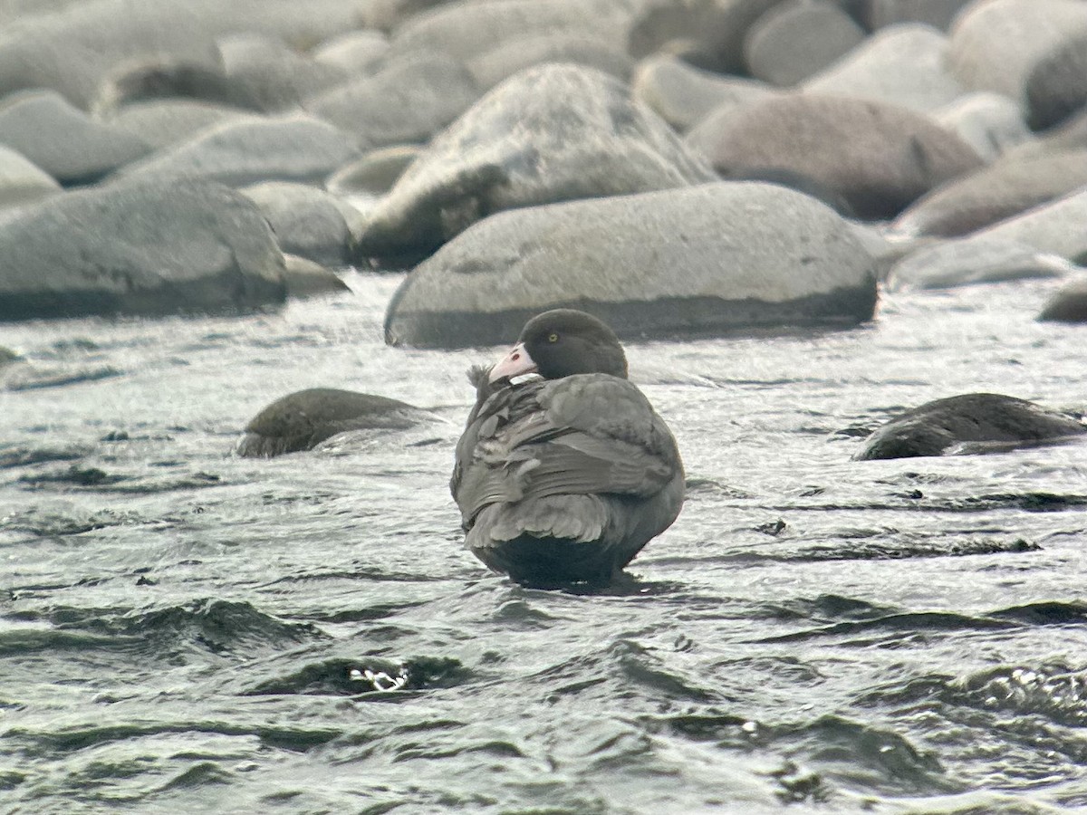 Blue Duck - ML642643445