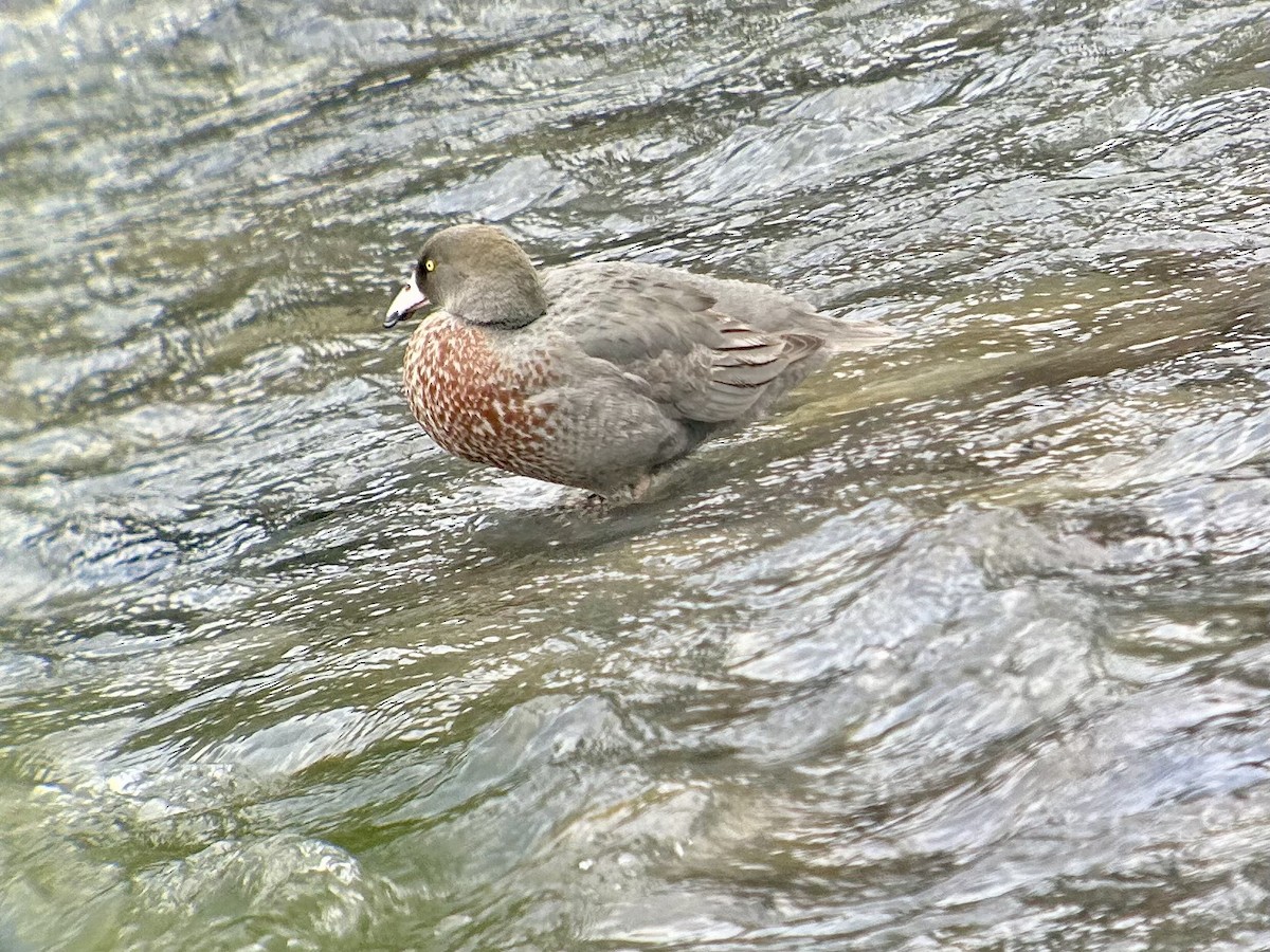 Blue Duck - ML642643446