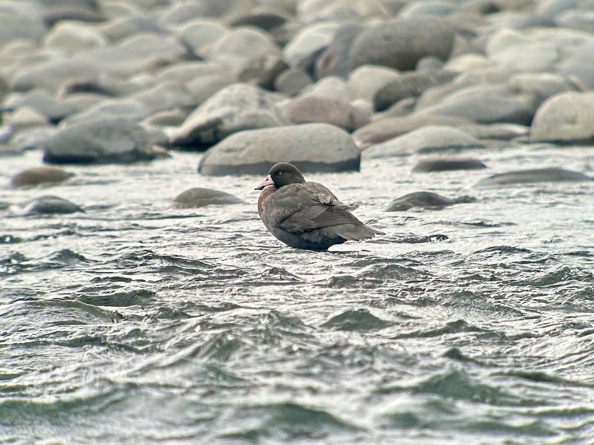 Blue Duck - ML642643449