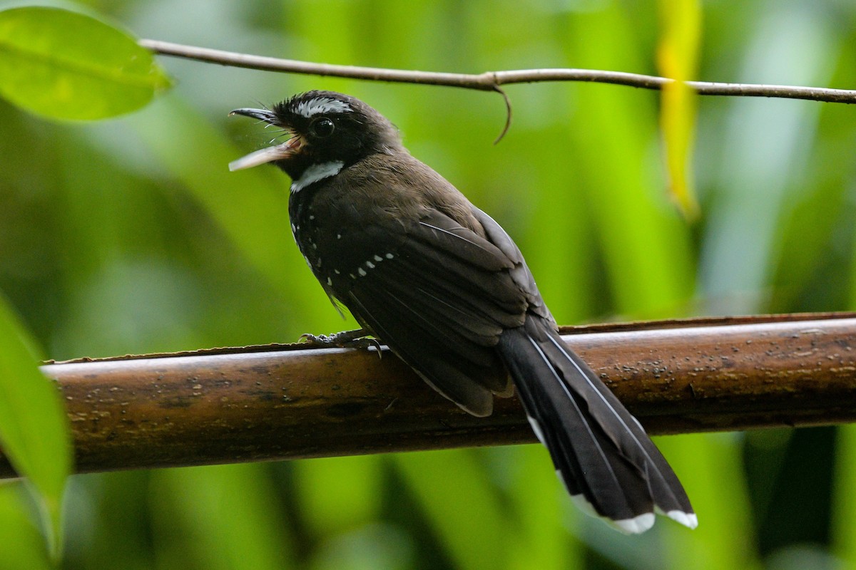 White-bellied Thicket-Fantail - ML642643450