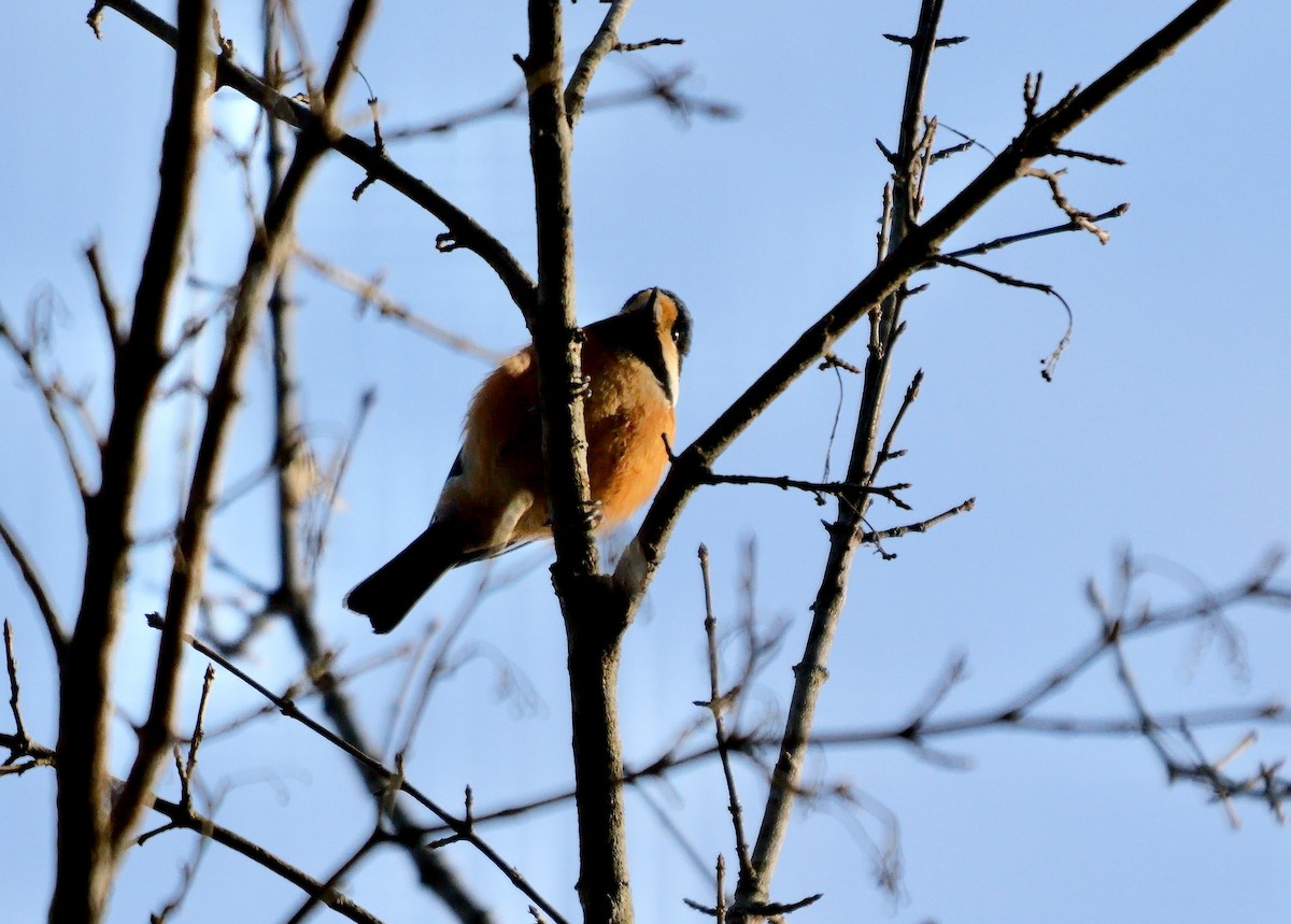 Varied Tit - ML642643460