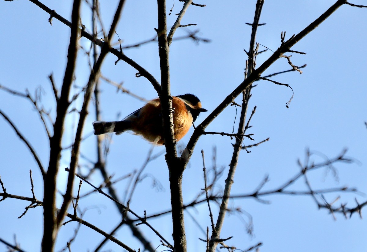 Varied Tit - ML642643461