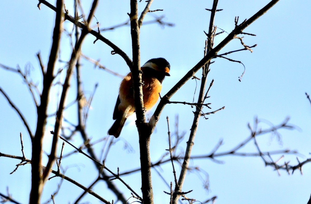 Varied Tit - ML642643462