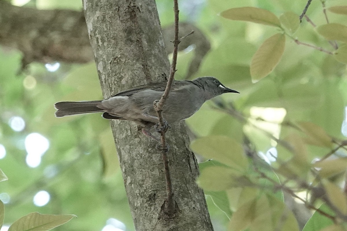 White-gaped Honeyeater - ML642643464