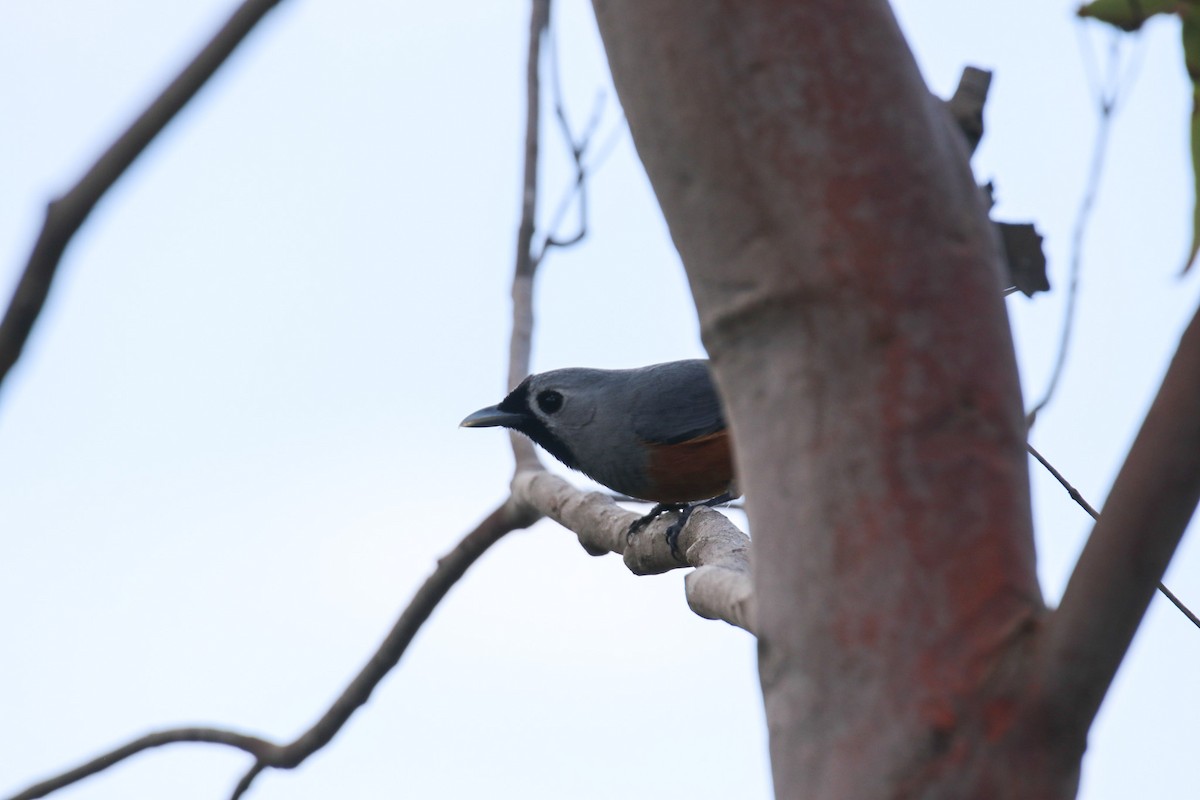 Black-faced Monarch - ML642643475