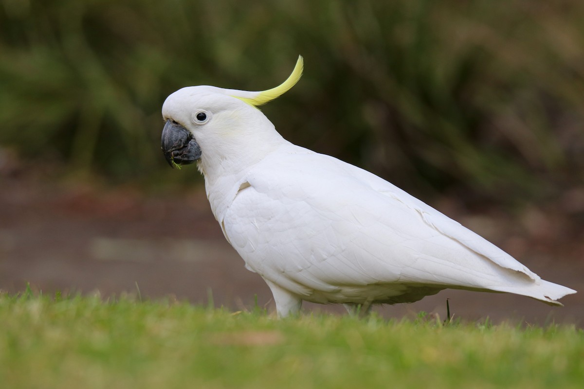 Sulphur-crested Cockatoo - ML642643483