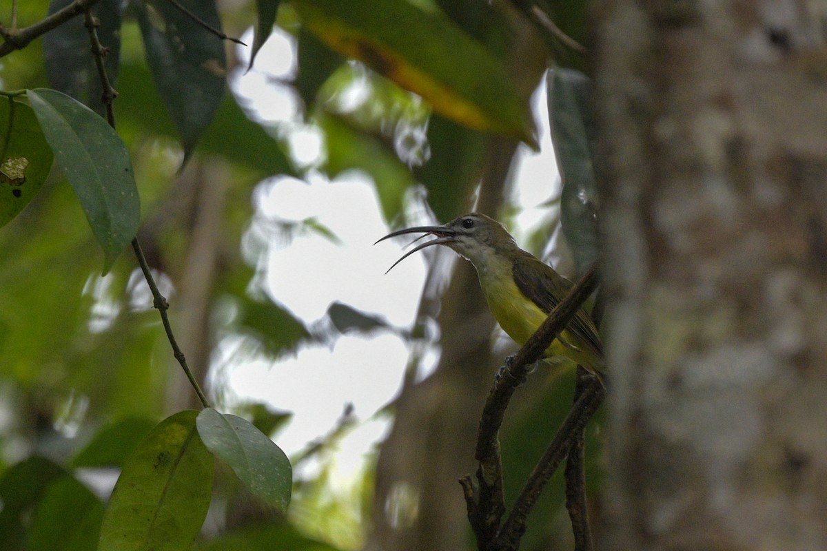 Little Spiderhunter - ML642643494